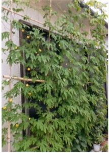 省エネの推奨植物、ゴーヤ（ニガウリ）の棚。すでに小さな黄色い花をつけている。正式名はツルレイシ（ウリ科）。